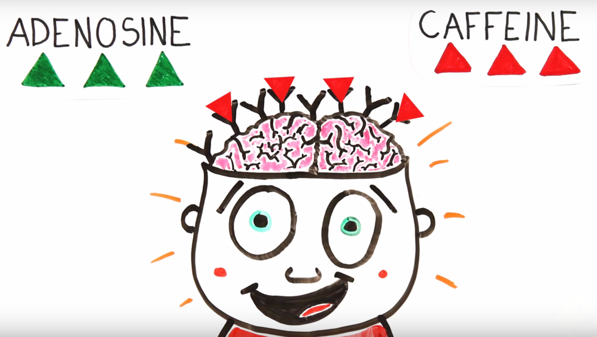Adenosine's window of opportunity!