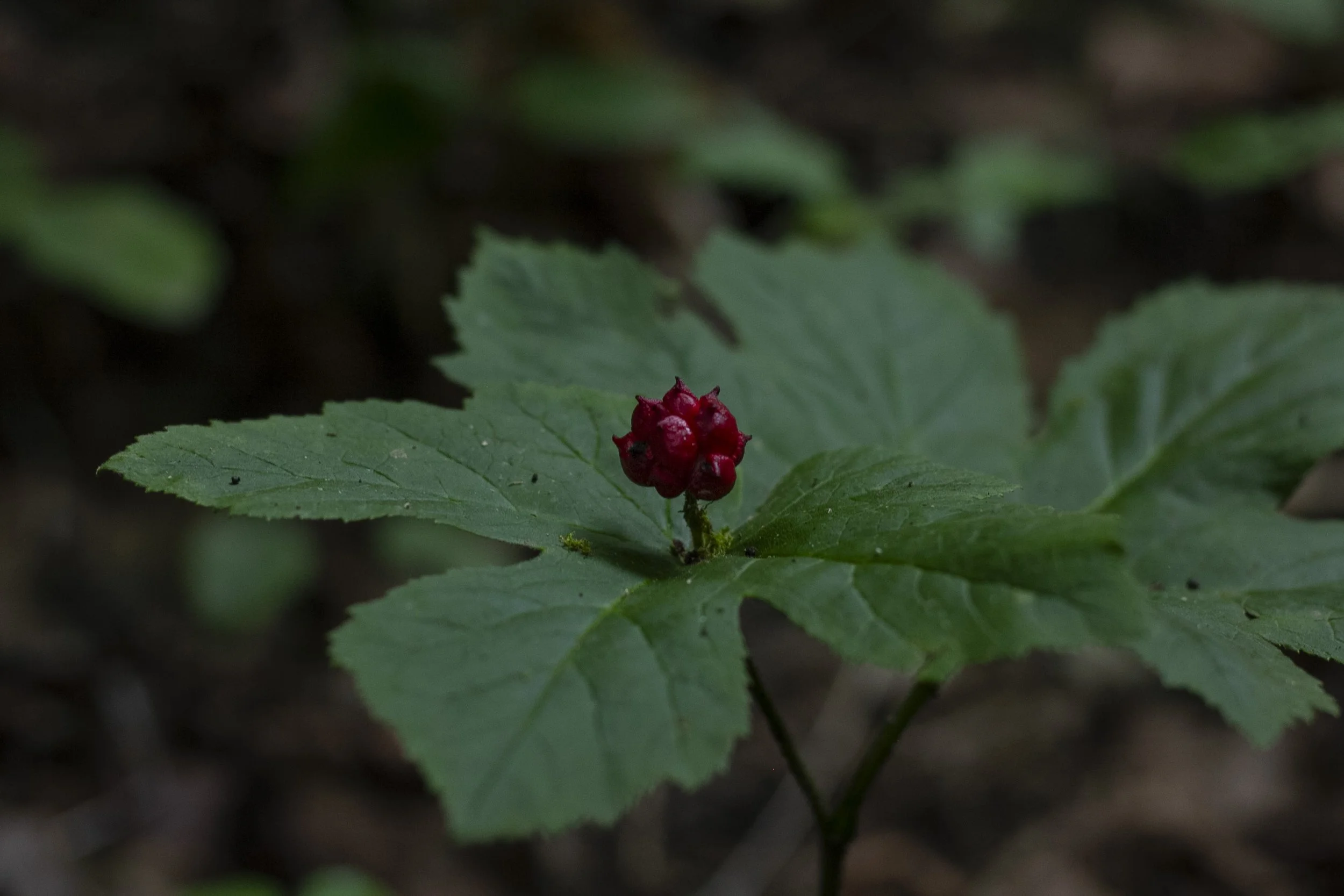 goldenseal.jpg