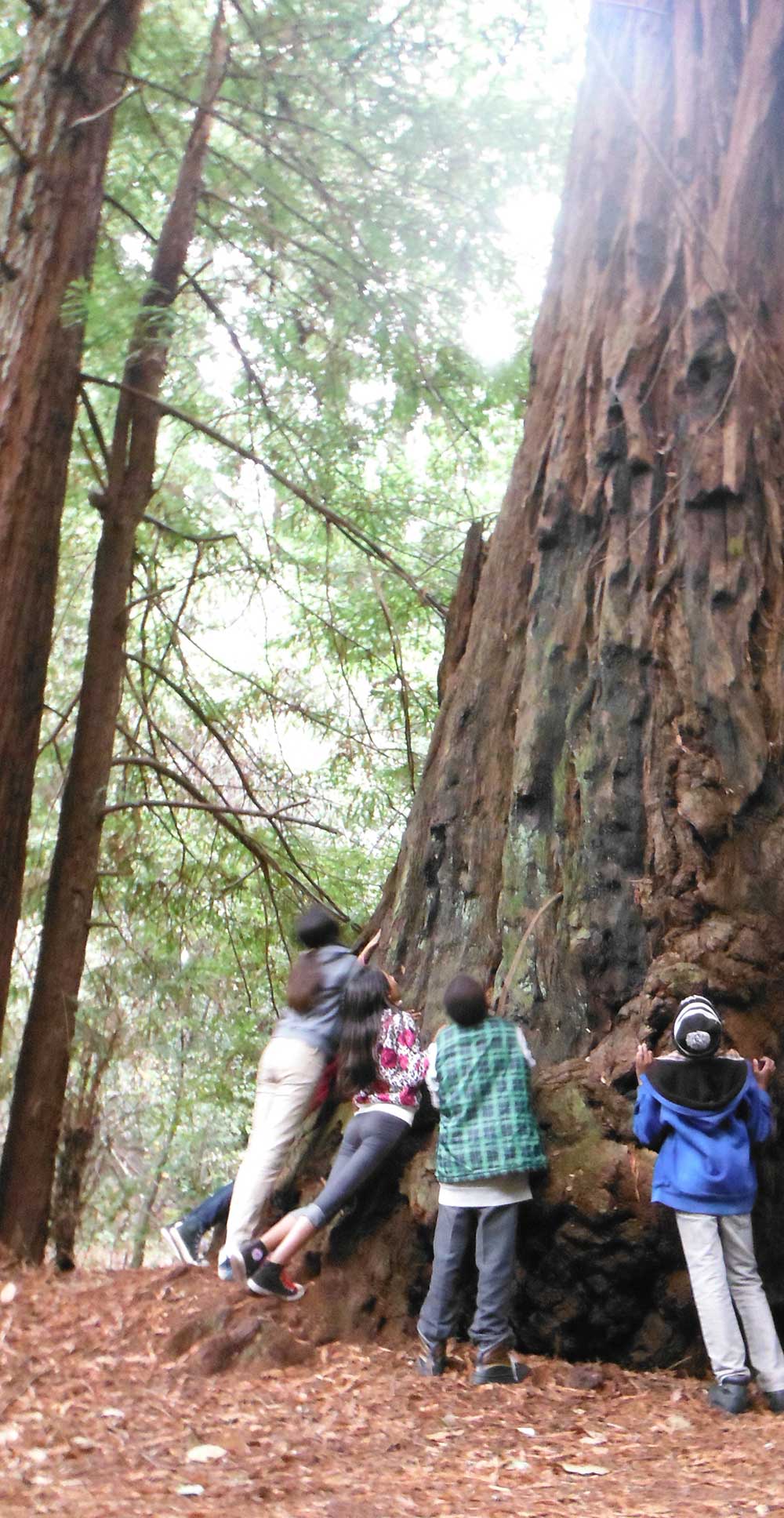 cropped-redwood-tree.jpg