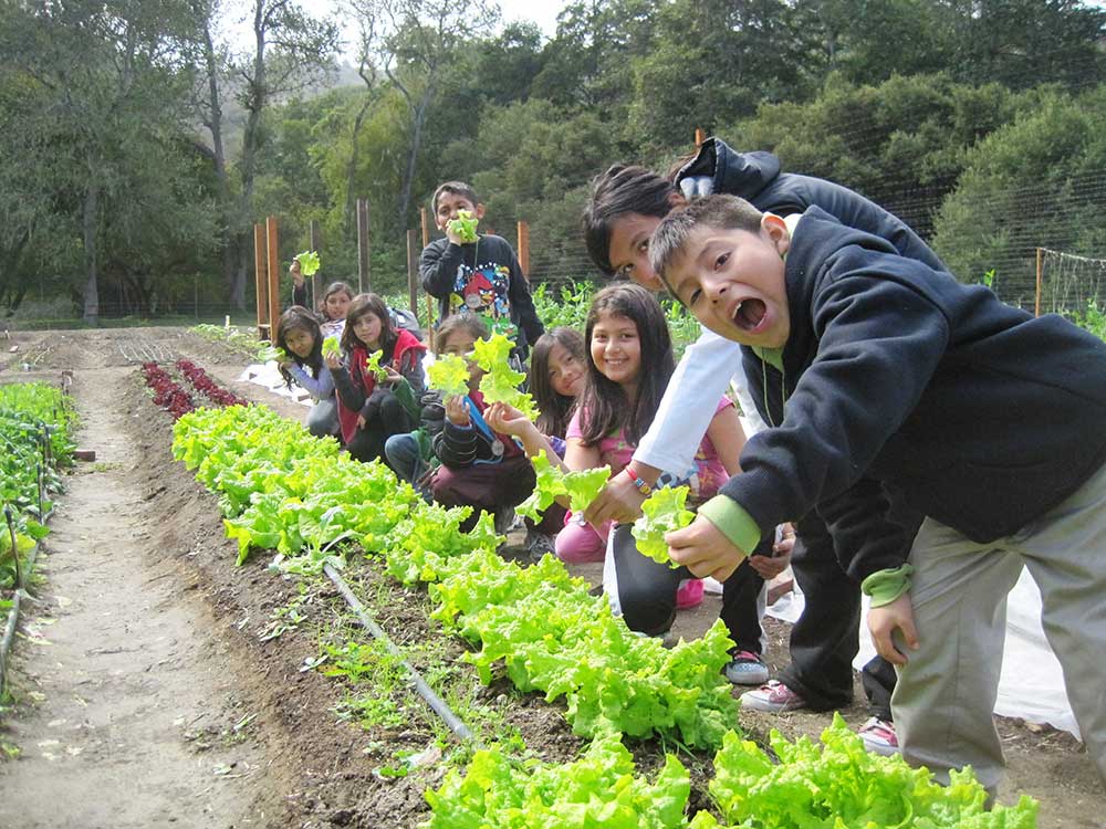lettuce-harvest.jpg