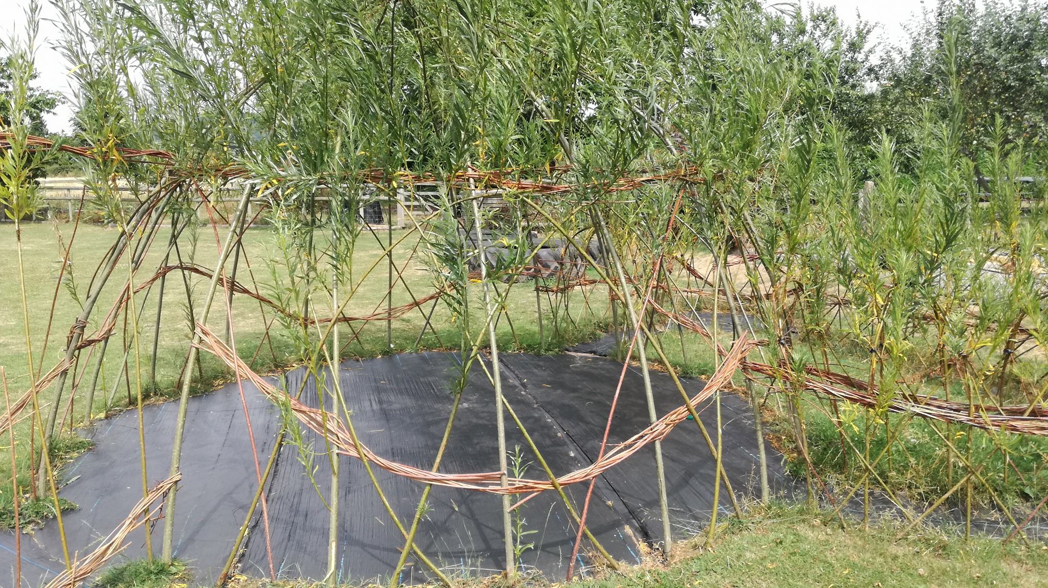 Living Willow Dome