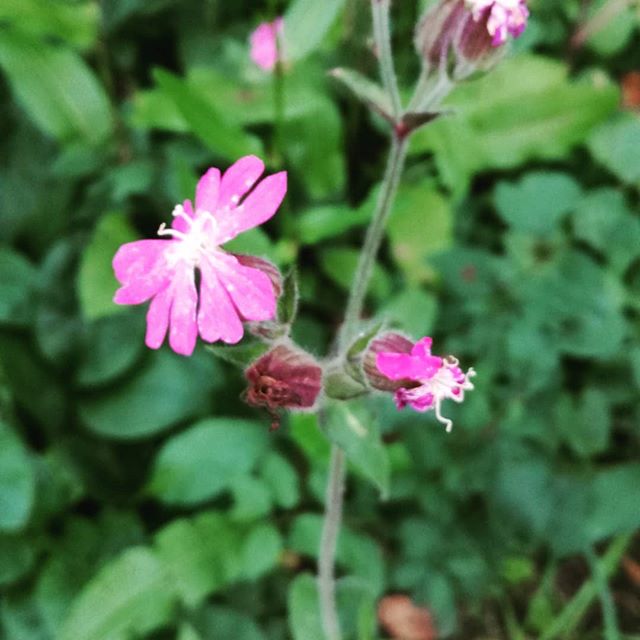 Beautiful wildflowers in the Wiltshire countryside this evening. How many can you identify?
#wildflowers #flowers #wiltshire #outdoors #nature #beauty #summer #inspiring #walking #rambling #afterworkwalk #naturetherapy #mentalhealth #meadow #wildflower #nativespecies #newplace #countryside #cambiumtrainersnetwork