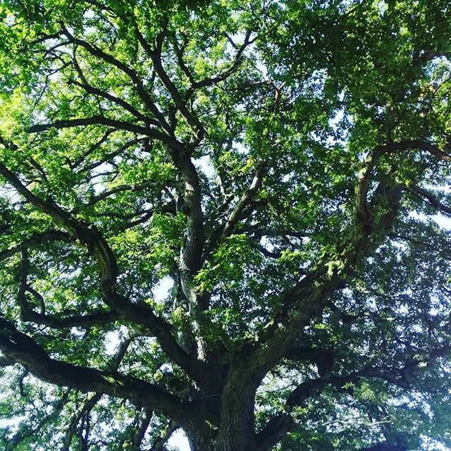 Life is good when you can lie down under the spreading boughs of a giant oak on a beautiful sunny morning and just take in the majesty of it all. No work today, just calm appreciation.

#woodland #oak #tree #beauty #mightyoak #contrast #forestschool 
