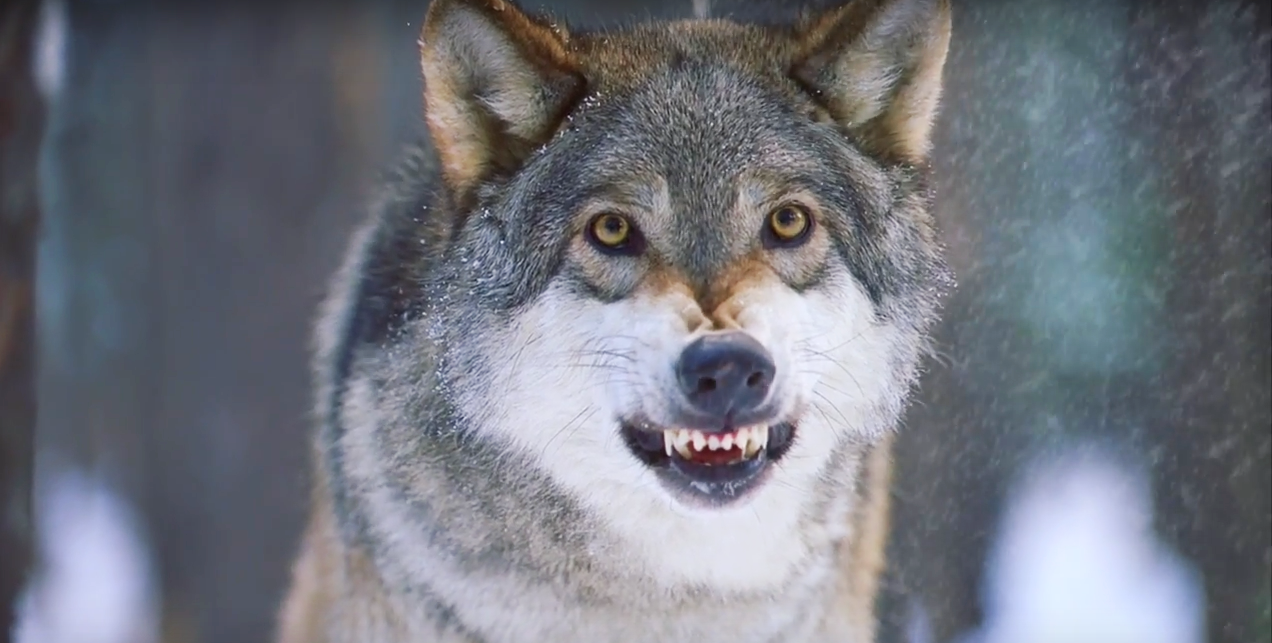 Matt Stroub Flame Demo Reel