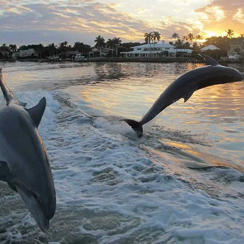 dolphin tours naples