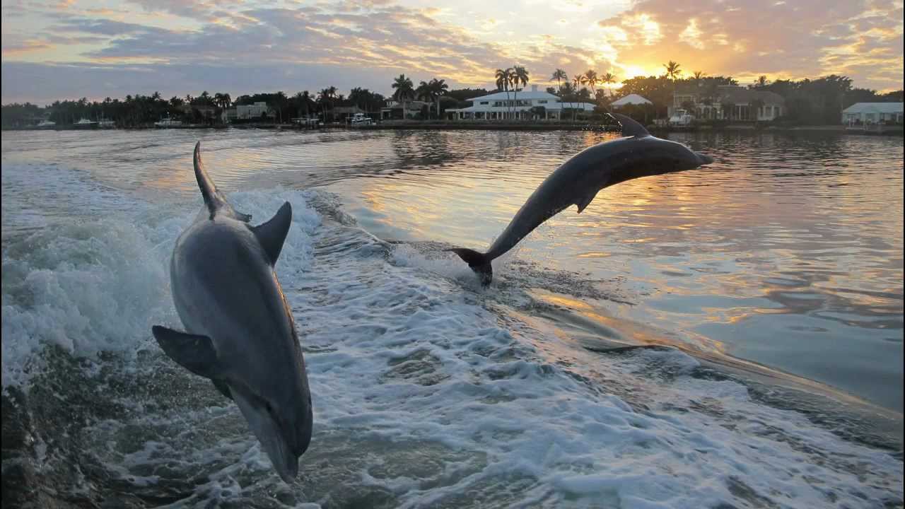 naples dolphin tours