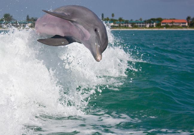 So close dolphin nwt.jpg