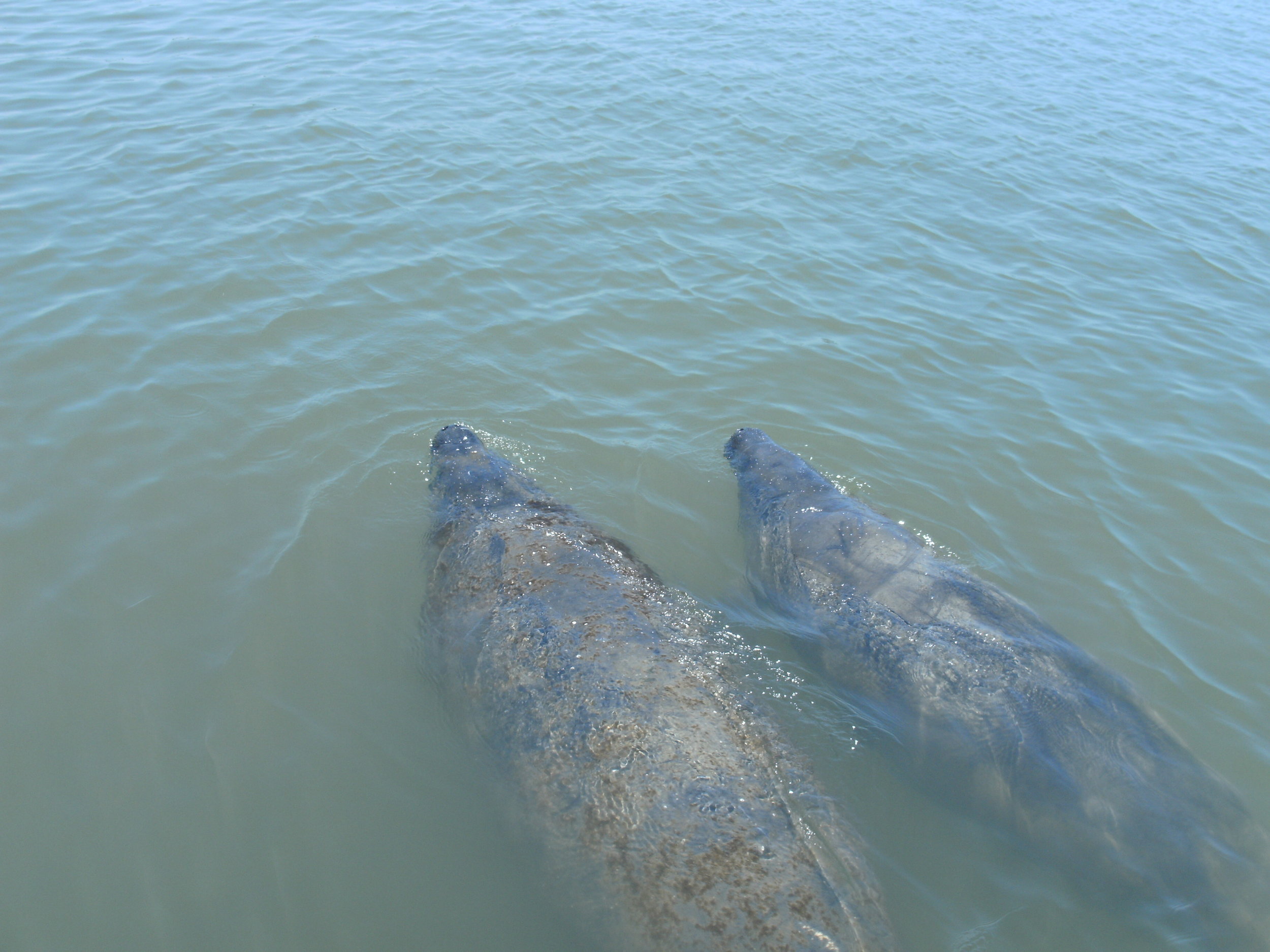 Manatees nwt.JPG