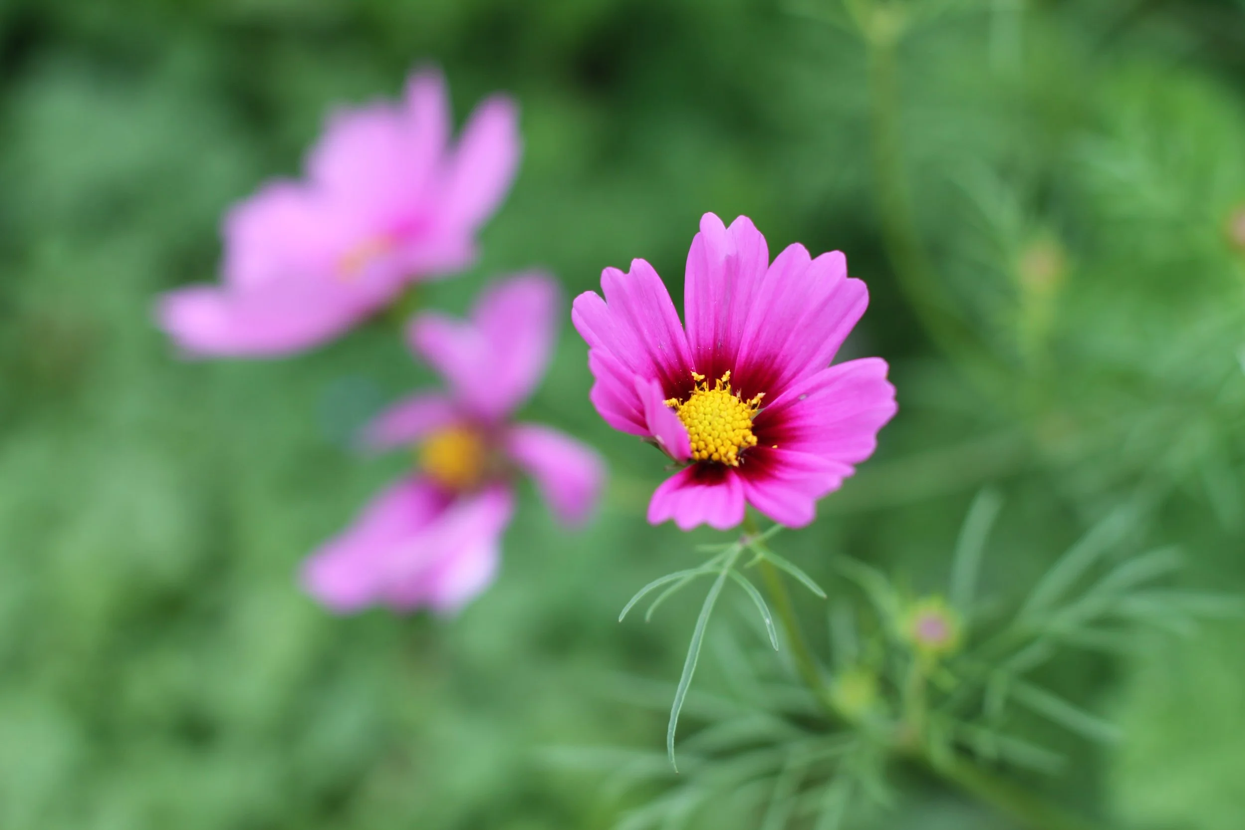 Local Bloom e-Giftcard