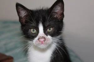 Curiosity killed the cat!