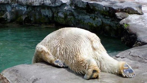 Hangovers... is there really a cure?