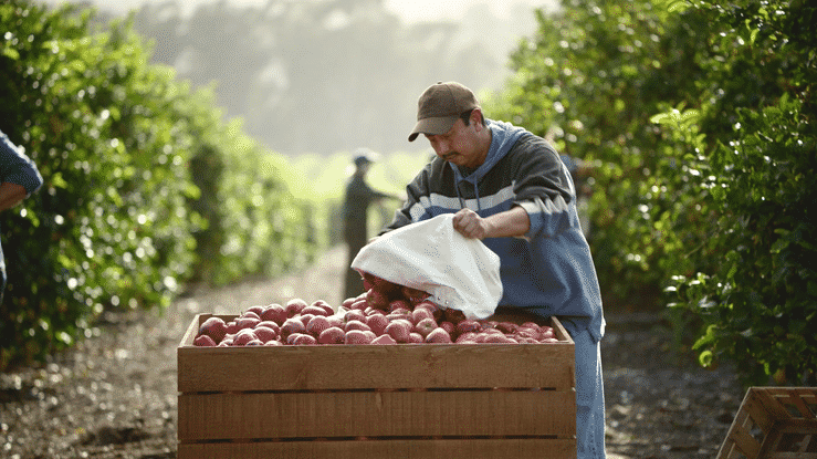 Meijer - Locally Grown-high.gif