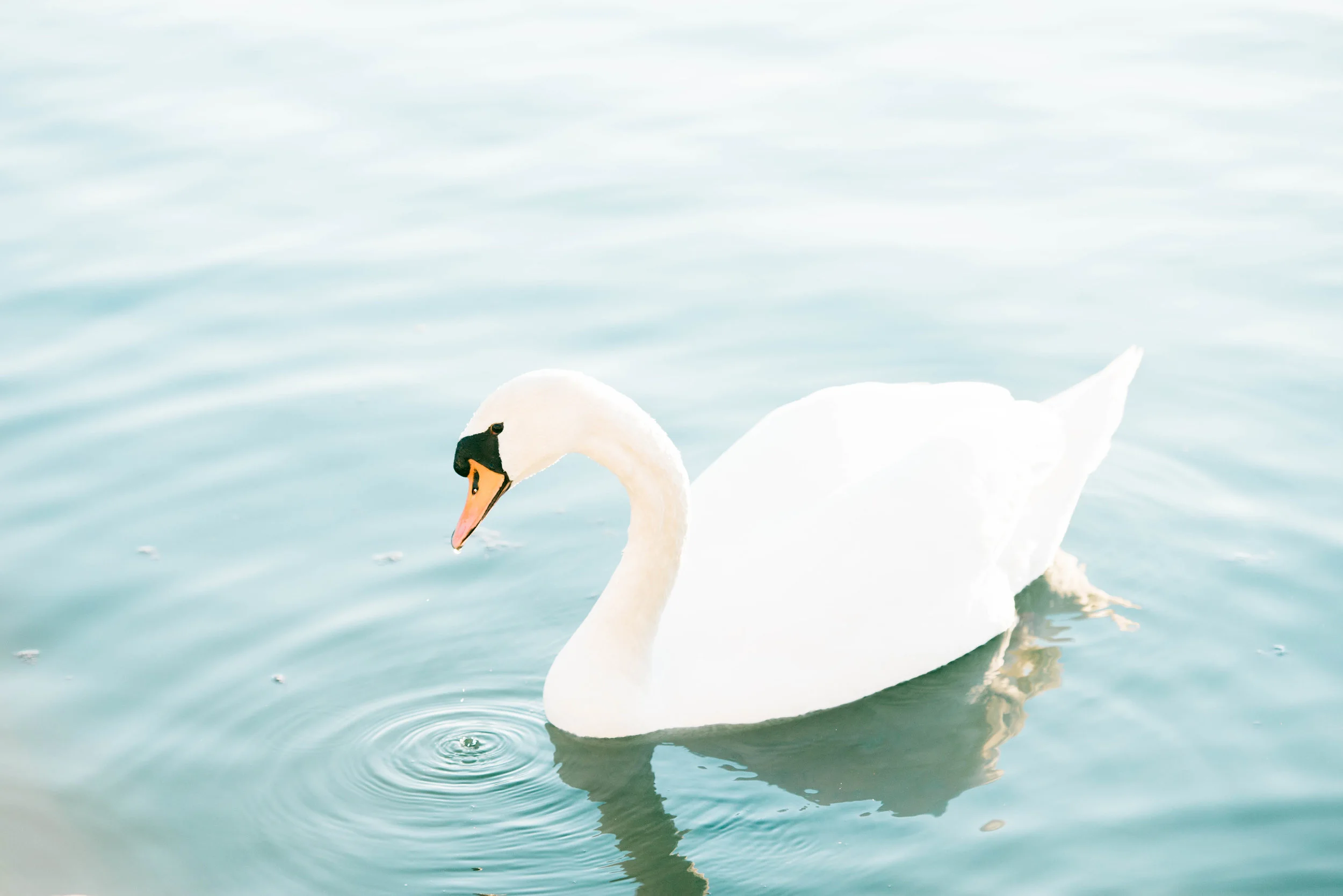 Swan-5.jpg