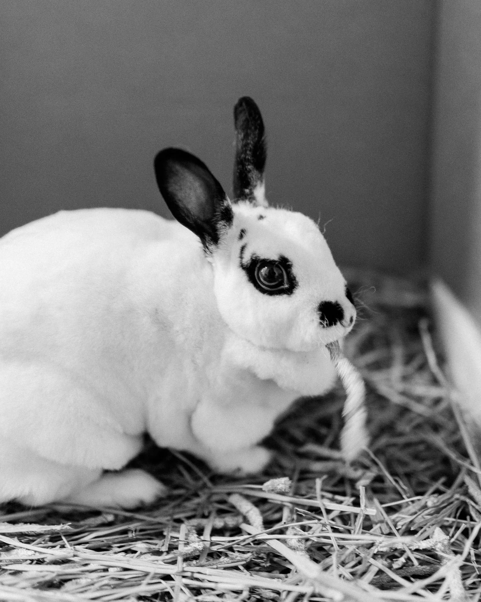 Binks is our beautiful, sweet and sassy bunny with a mustache! She loves sporting a scarf, sweater, gloves and little pants year round but her favorite season is Spring. She lives free roam in our bunny-proffed living room and has marked pretty much every pillow, blanket and shoe as her own by rubbing her little chin on them. She has quite the sweet tooth and will literally intercept a bite of banana or apple heading to your mouth by jumping onto your chest and grabbing it with her own mouth. She doesn’t bite (although, she will use her gums to push us around sometimes) and loves treats so Kat will often bribe kiddos that come into the studio by saying if they are good, they get to give bunny a treat! It always works! :) We rescued her from a reptile show when she was teeny tiny. She was stuffed into a small cage with other bunnies from her litter and a bunch of guinea pigs that were biting at the rabbits. She was just a little snowball with her face shoved into a back corner of the cage. We honestly did not even notice her until the little girl handed us the only one she could get her hands on. As soon as we held her scared little body against our chests, we knew she needed to come home with us. There is so much that goes into learning about how to care for rabbits properly and we are excited to help educate anyone interested in adopting one of these intelligent little babes. Some of her favorite things: - Libby’s 100% Pure Pumpkin Puree! She has a small teaspoon around dinner time most nights. - Small Pet Select fresh high fiber hay, mini healthy snackers, apple orchard sticks, clover chains, meadow loops, pea sticks and hanging mobile! She might be one of their best customers. - Forehead kisses, booty love and neck love! This little girl loves to snuggle when it’s on her terms. She usually comes up to the couch for love one hour in the morning from Kat and one hour in the evening from Mike. - Her schedule! She has an extremely accurate internal clock and if we get off it, she will thump to let us know! We can’t even tell you how many times she sent us to bed because it was past our bedtime! Her only exception to the schedule is when her grandma and grandpa come to watch her when we’re out of town. They get a pass because they overfeed her treats… - Sunbeams! Ever since she was little, she would find the perfect spot to nap in the sunbeam.