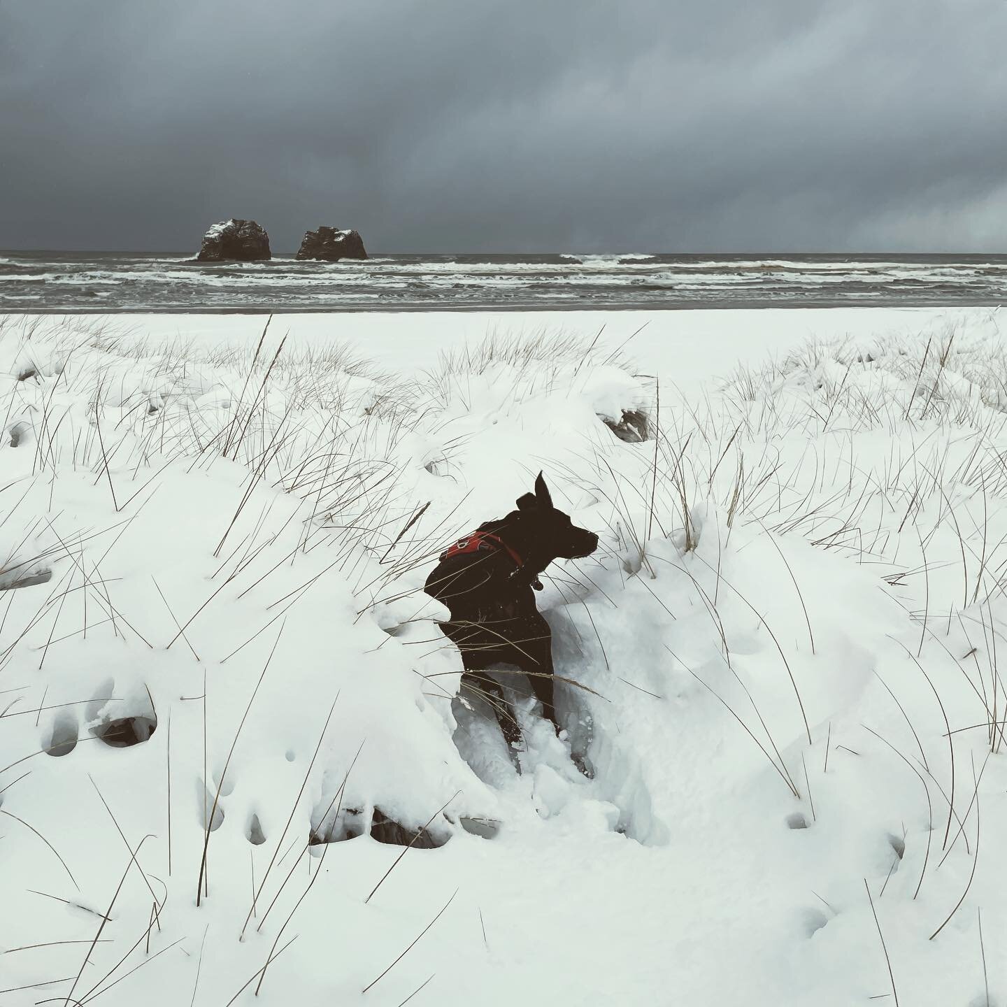 Oregon Coast Snowpocalypse 2023
#blackdogsofinstagram