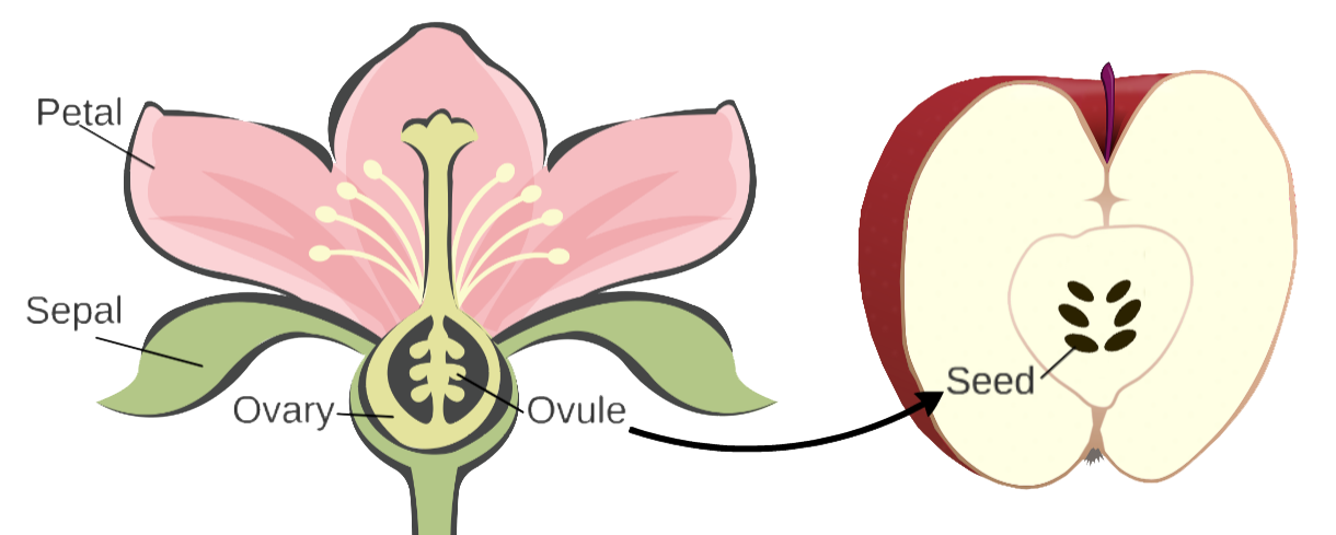 plant1.png