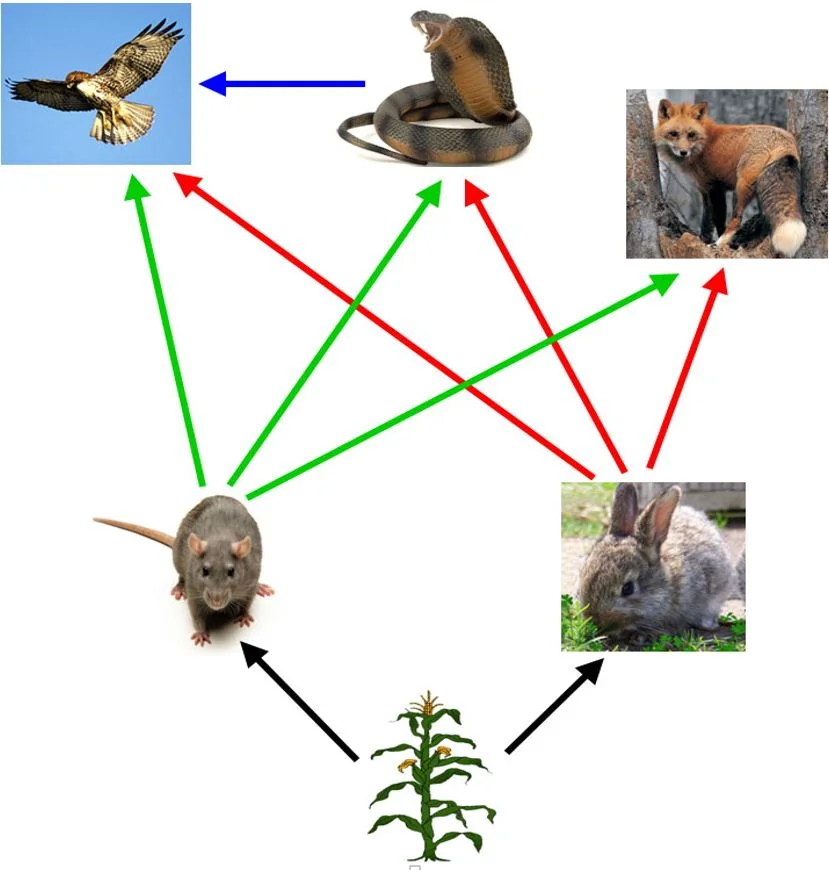 foodweb.JPG