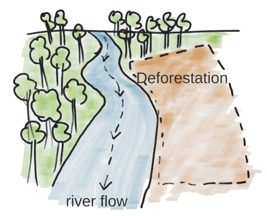 deforestation.JPG