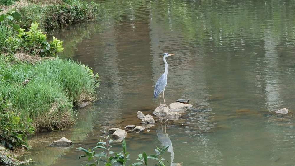 Grey Heron.jpg