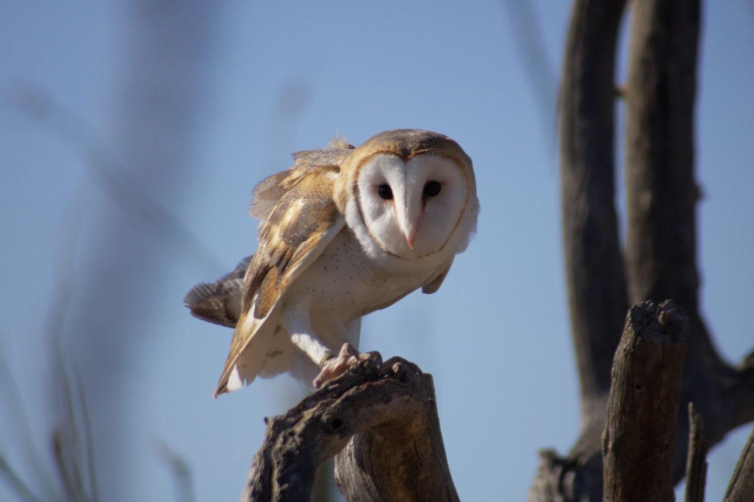 The Asymmetrical Ears of Owls — Science Studios Learning Centre - Primary  School Science Tuition