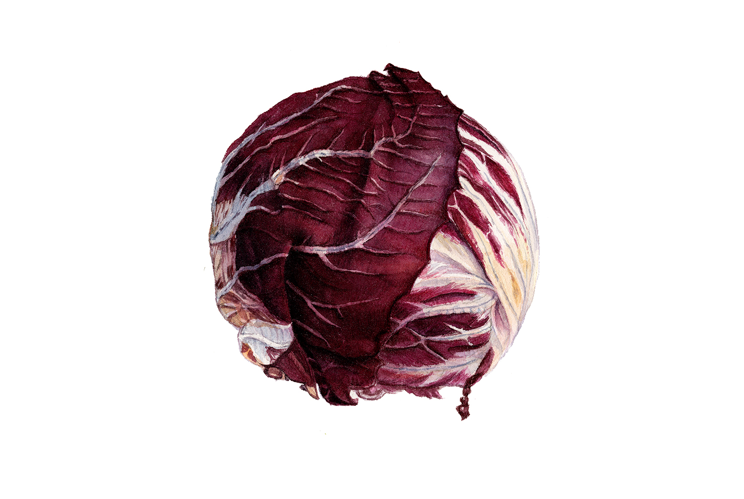 radicchio.jpg