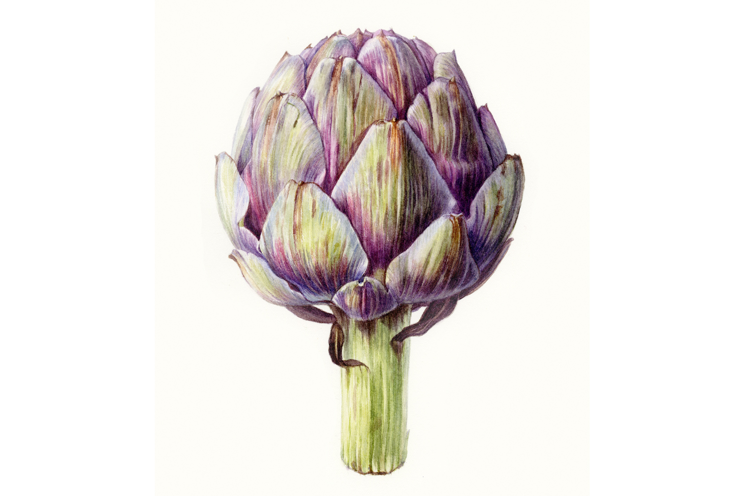 artichoke.jpg