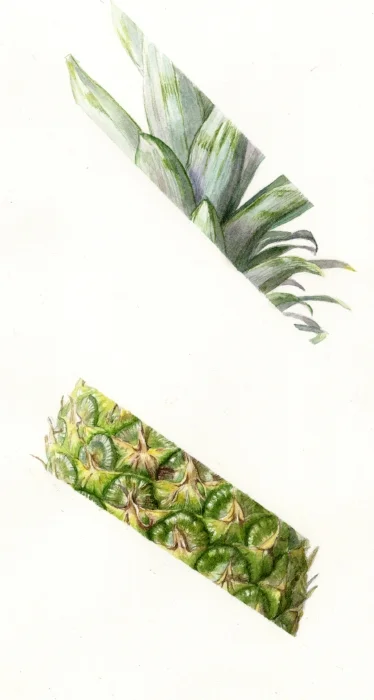lwc_pineapple-strip.jpg