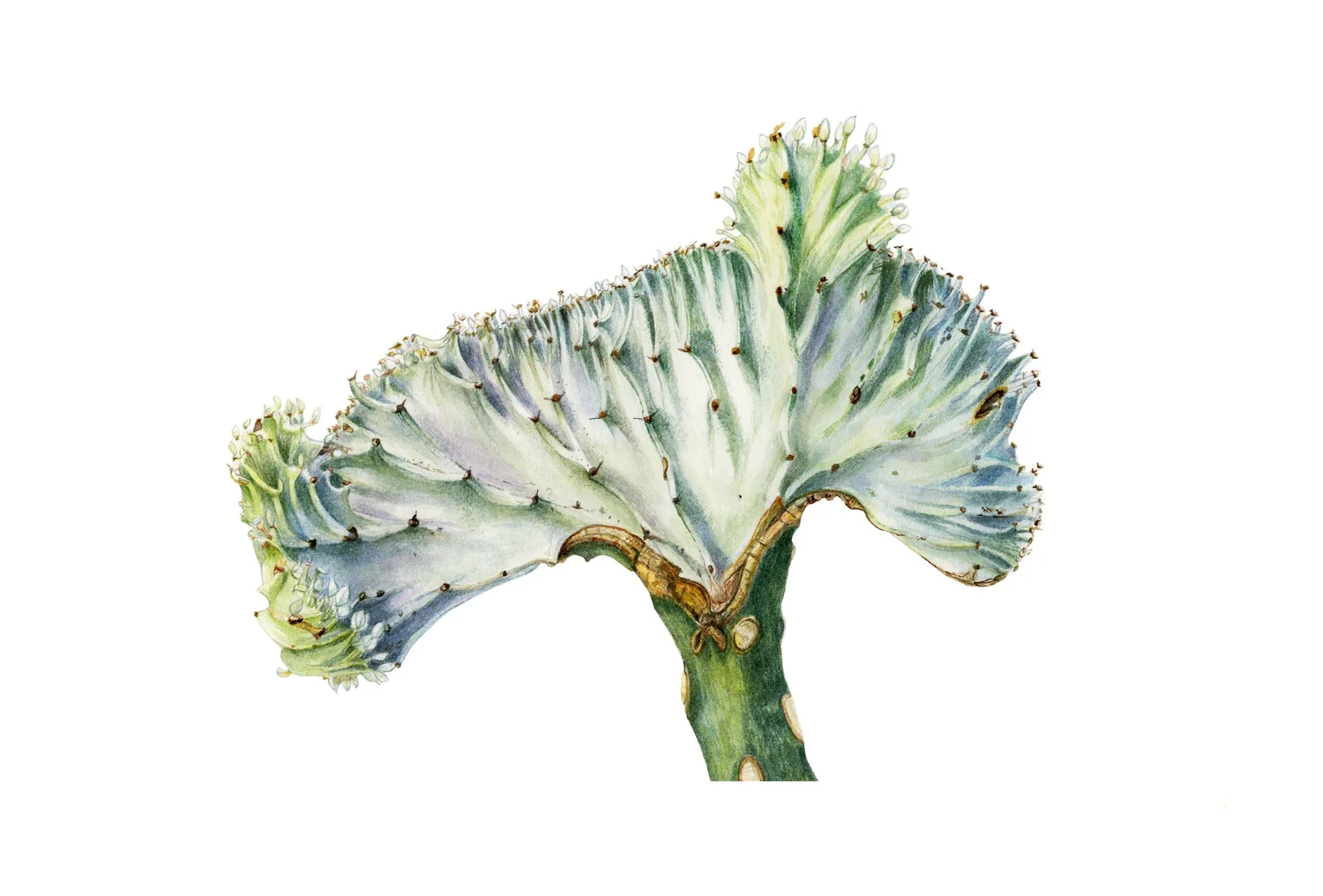 Coral Cactus - Original Watercolor on Paper  Linda Warner Constantino