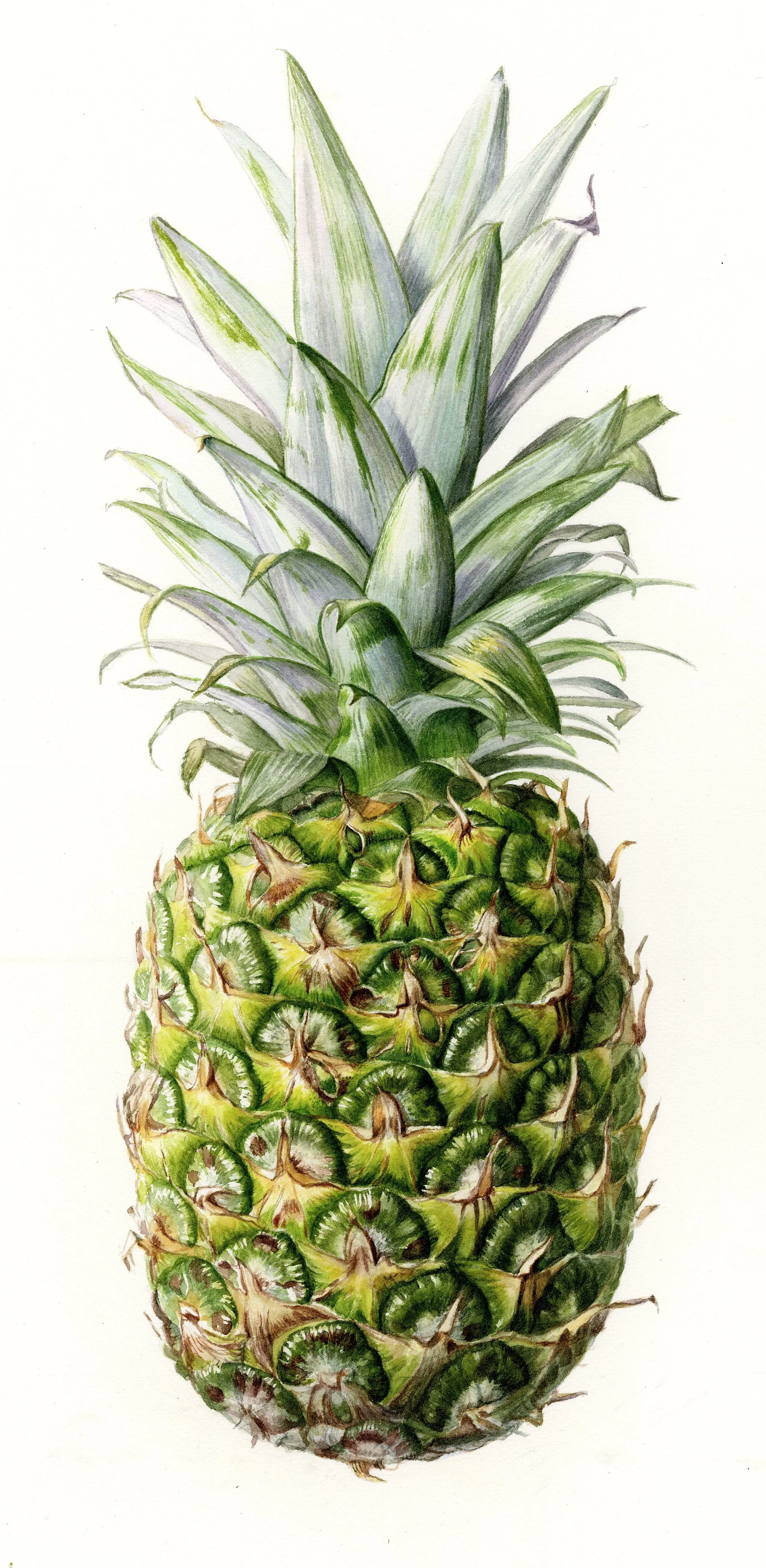 pineapple-wc-lwc128.jpg