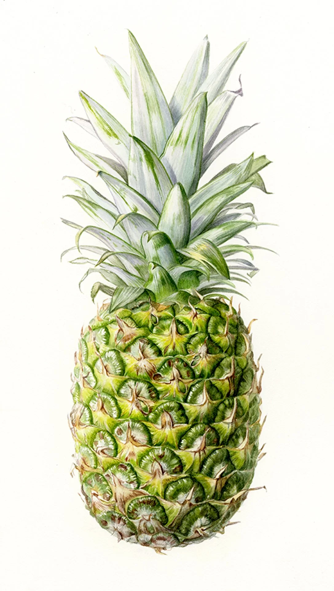 pineapple-lwarnerconstantino.jpg