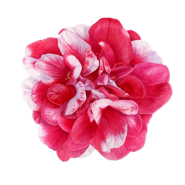 lwc-general-moulton-camellia-1.jpg