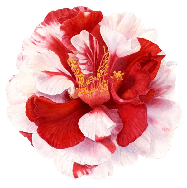 nagasaki camellia.jpg