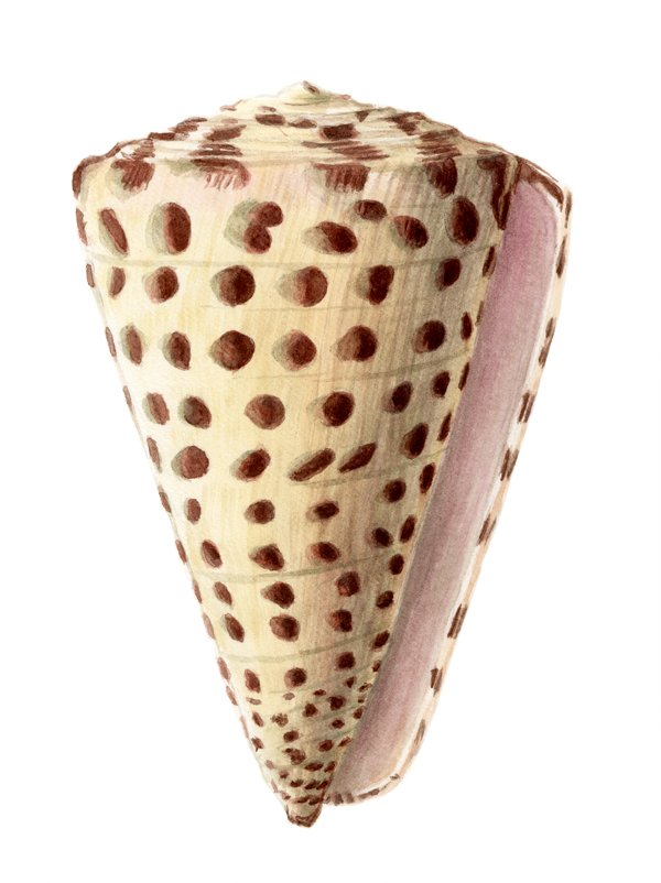 large-cone-shell.jpg