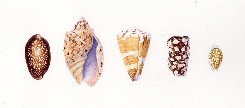 5 shells.jpg