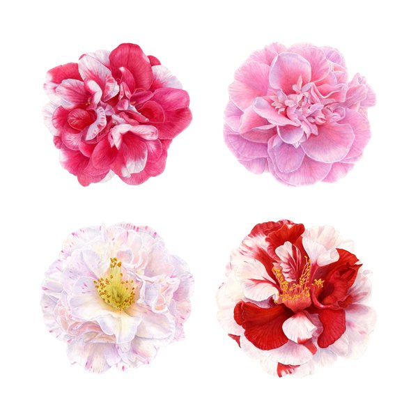 4 Camellias.jpg