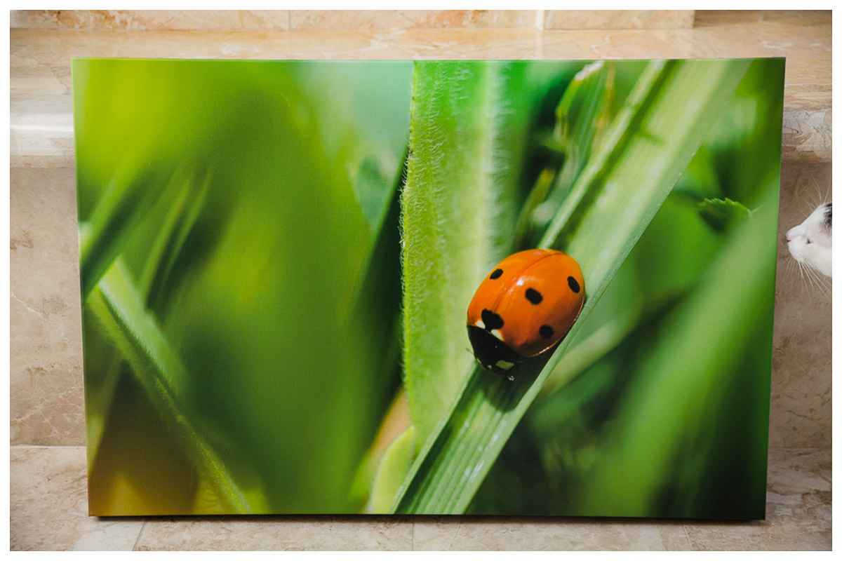 Canvas