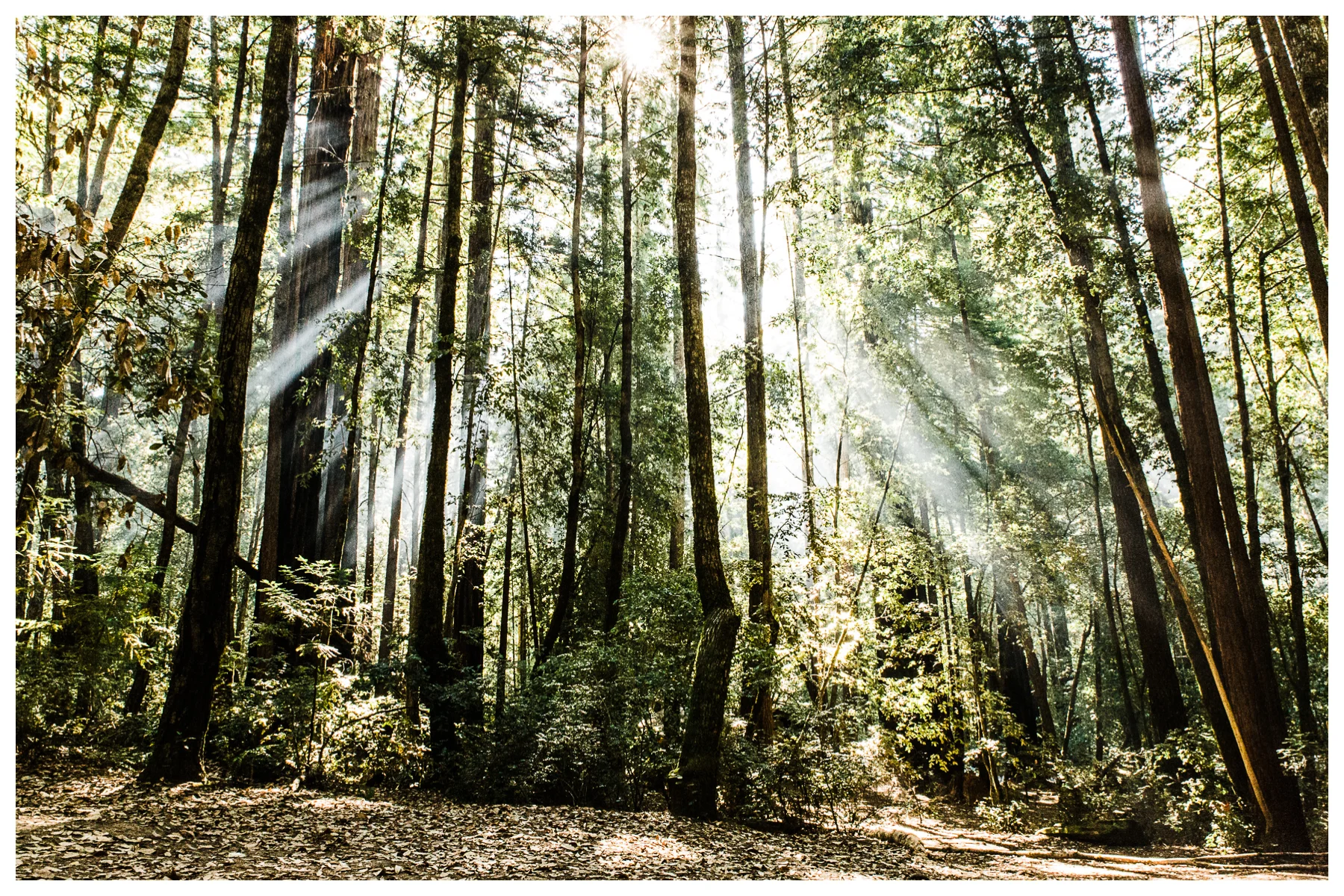 Big Basin Redwoods