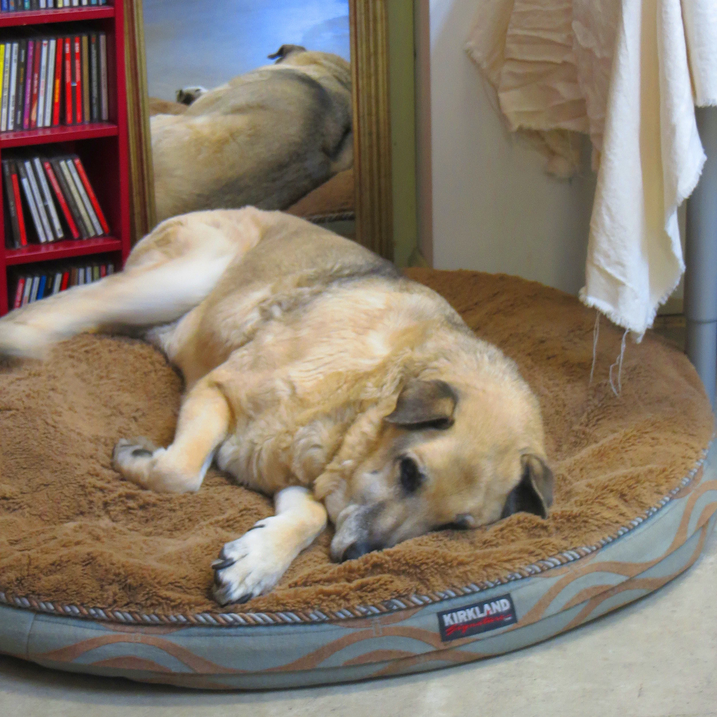 Jack: Old-timer (18 yrs) & mostly sleeps on the job