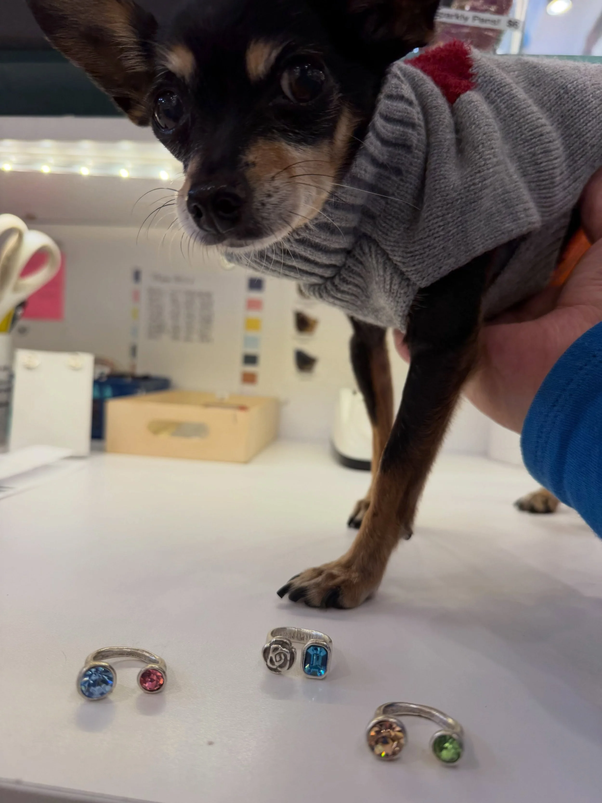 Little Cricket coming in for a ring purchase❤️❤️❤️#adorabledogsofinstagram