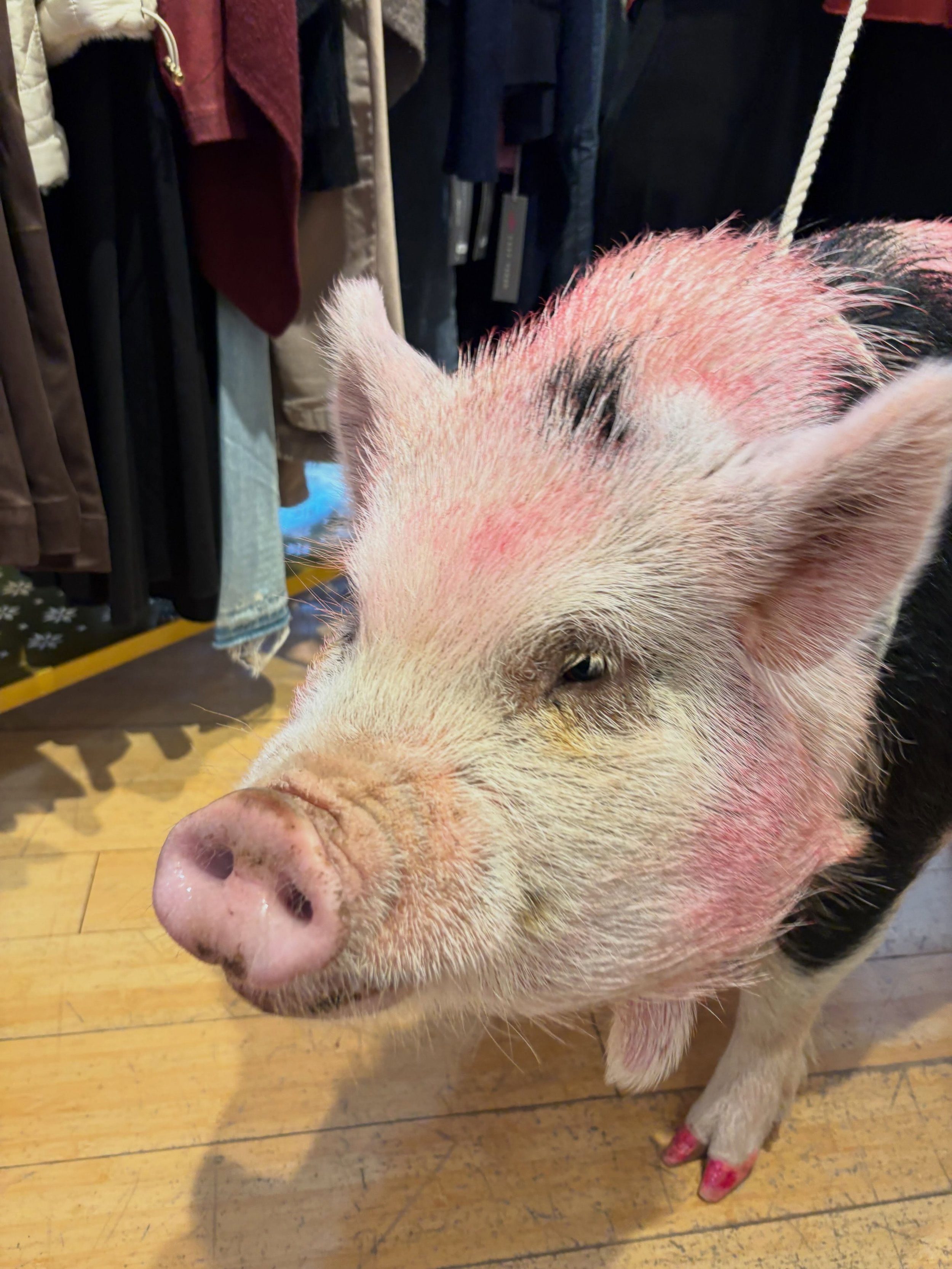 It&rsquo;s not every day a pink pig or pink unicorn (ok mini horse) come to your shop! Thank @goldysfarm for your visit to downtown Ipswich. I heard that PERCY pig decided to sing in the middle of the street for all to hear!