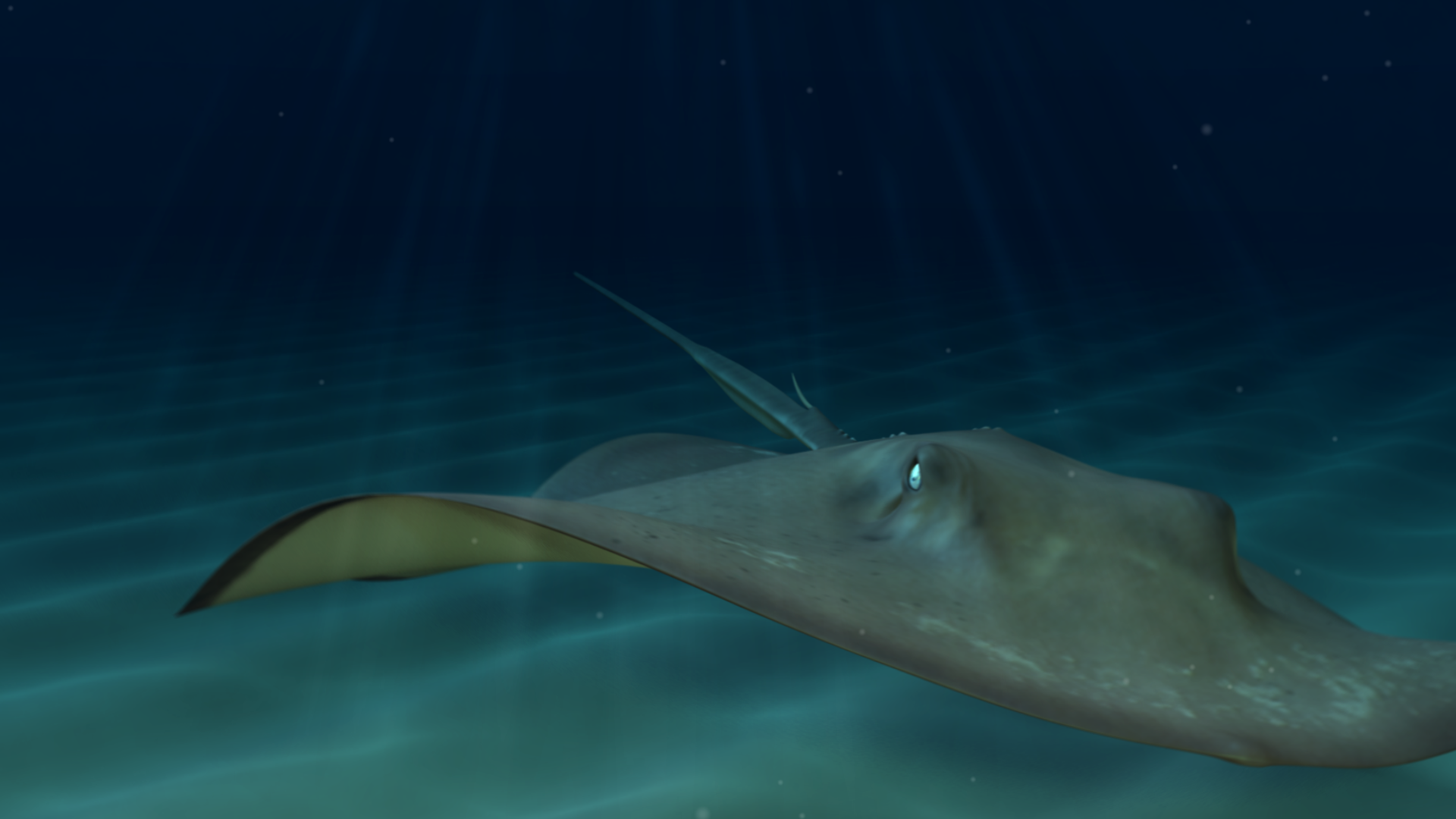 Animations-StingRay.png