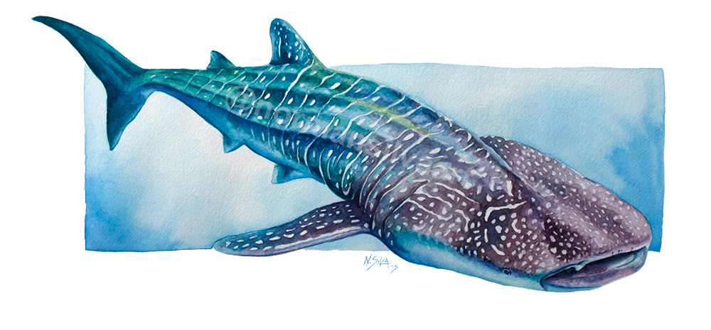 WhaleShark-Watermarked.png