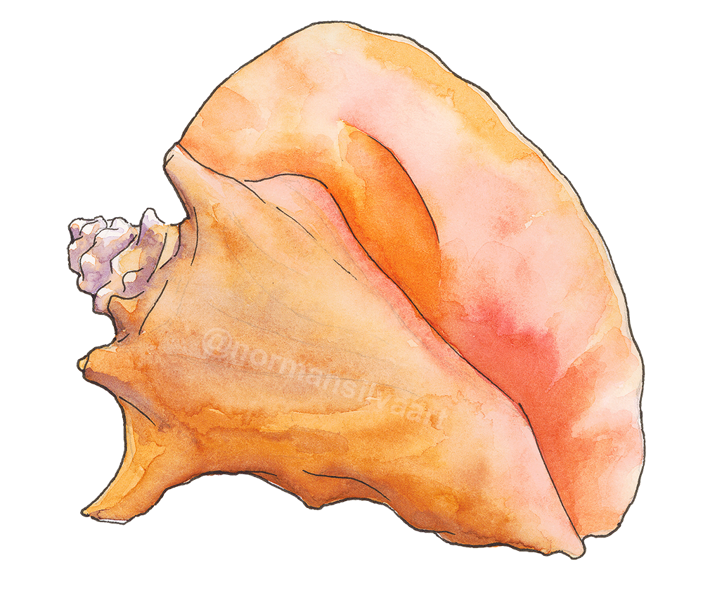 Conch shell-SM-Watermarked.png