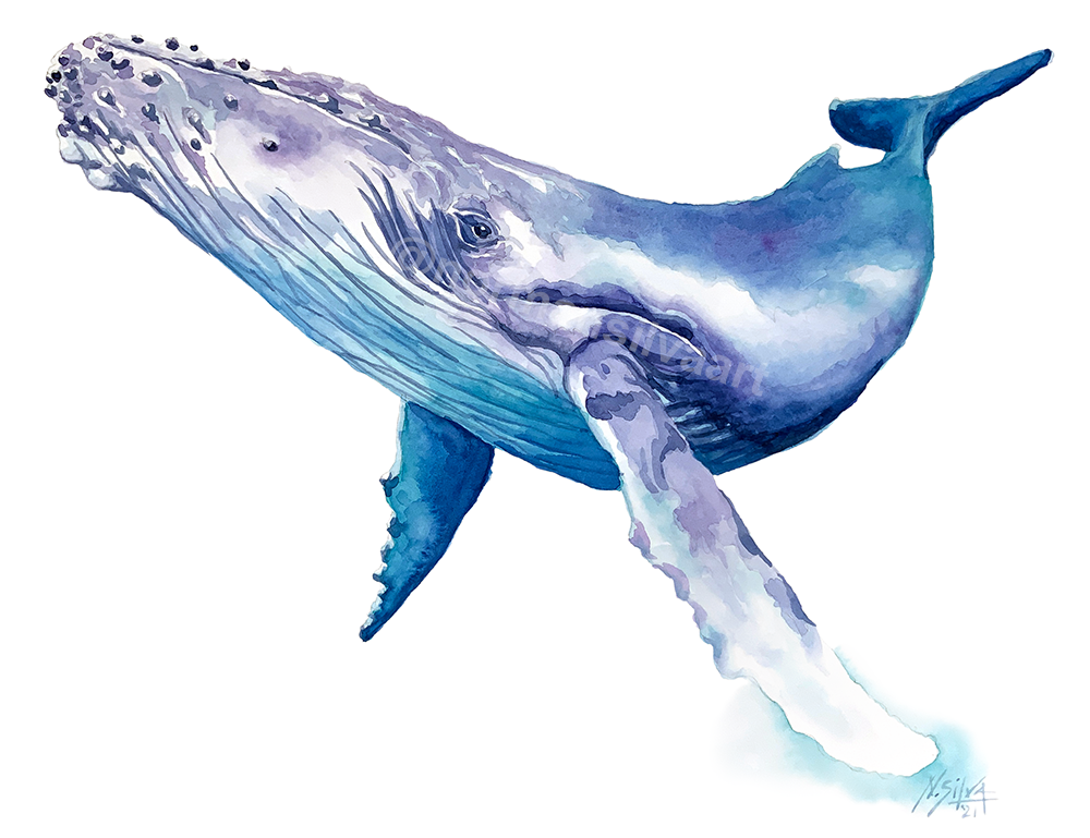 Humpback Whale-Watermarked.png