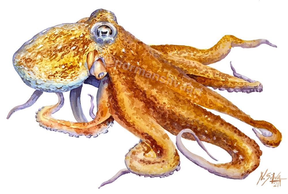 Octopus-Watermarked.png