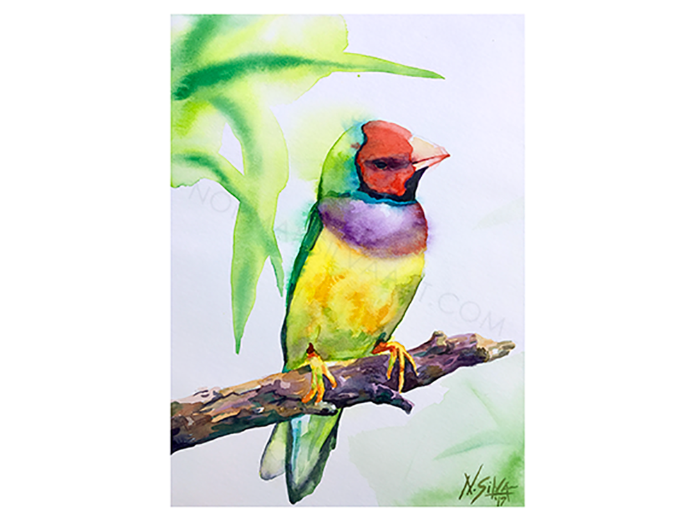 Bird Colorful-Small-Watermarked B.png