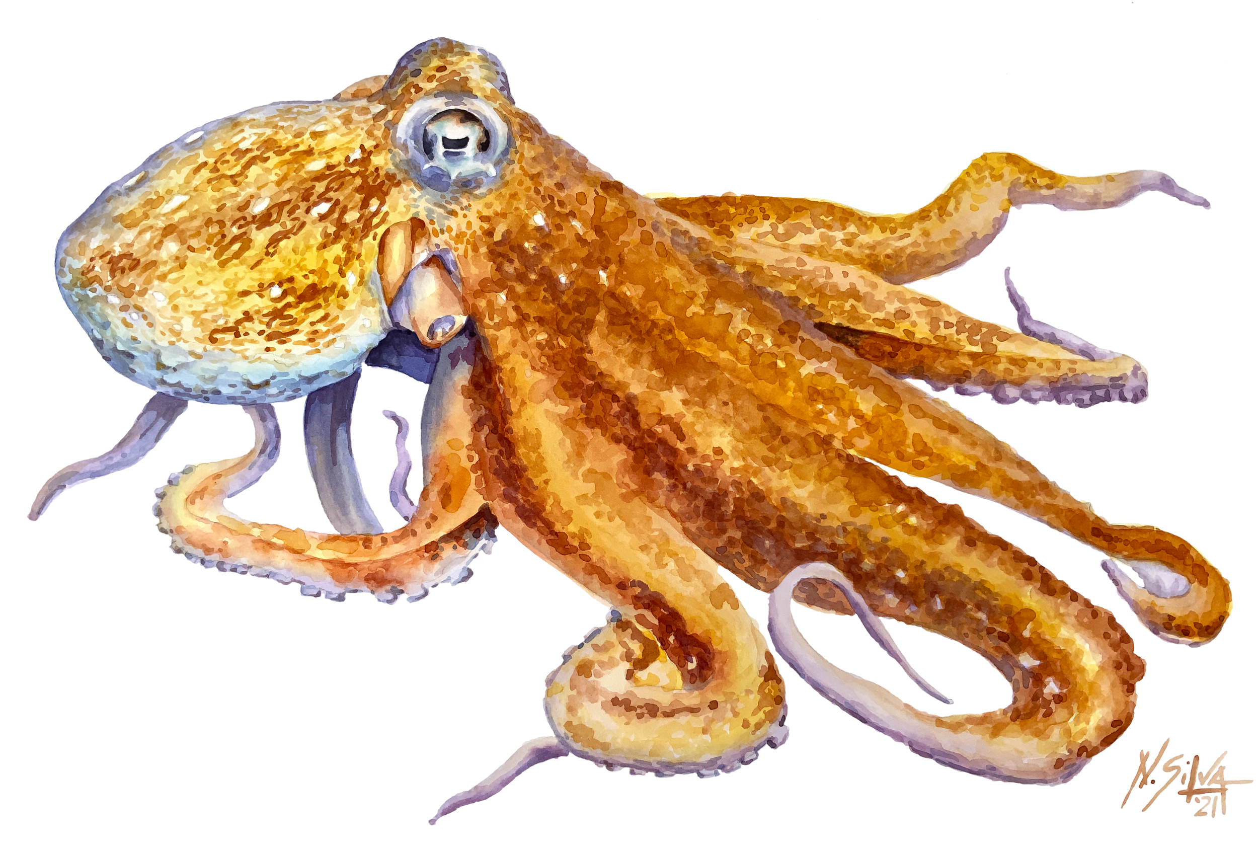 Octopus.png