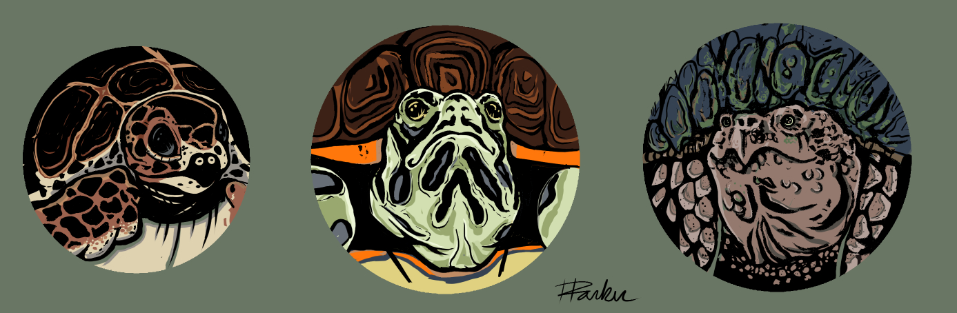 turtles.jpg