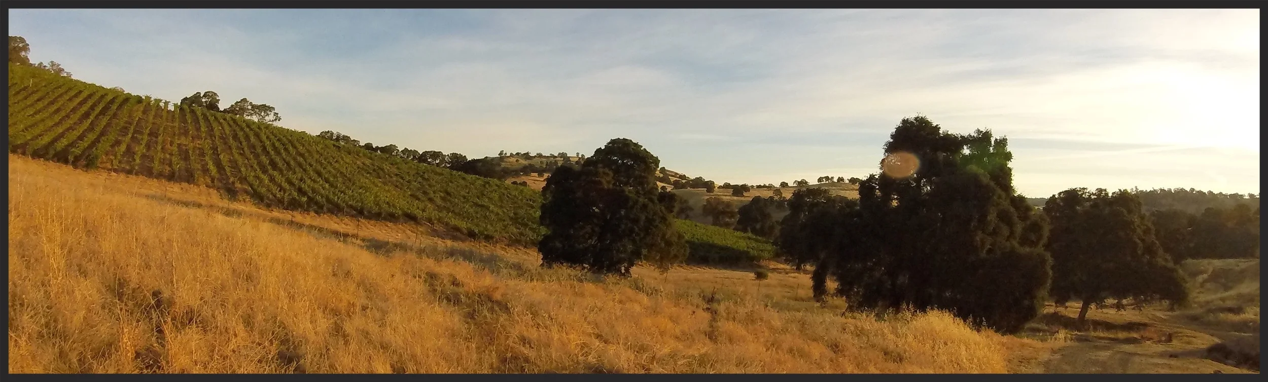 Gold Creek Vineyard at harvest. Photo by Jeffrey Maltzman