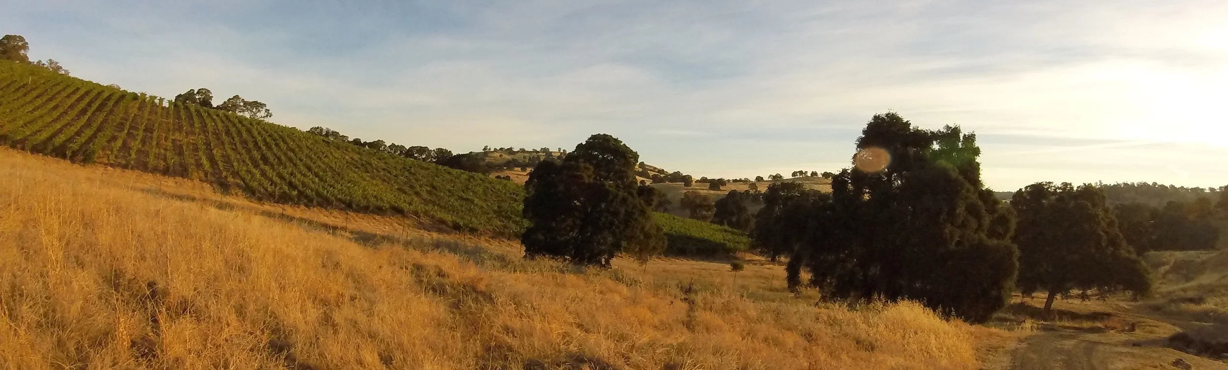 Gold Creek Vineyards. Photo by Jeffrey Maltzman